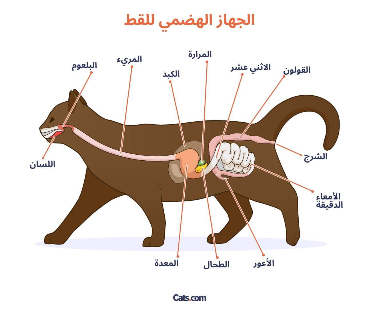 تشريح الجهاز الهضمي عند القطط