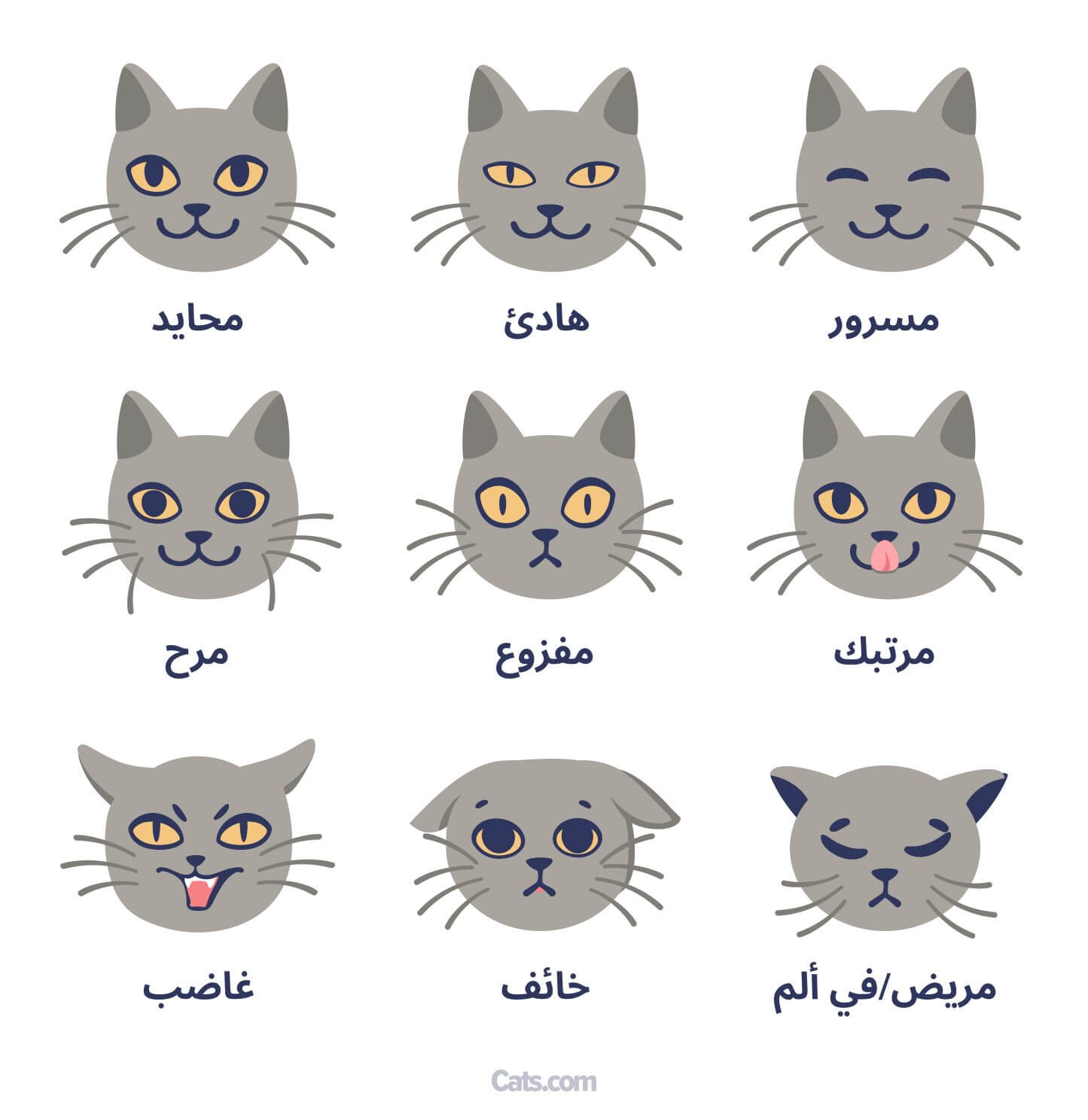 صورة تُظهر تعبيرات وجه القطط المختلفة، مع التركيز على التواصل والعواطف التي تنتقل من خلال تعبيرات القطط.