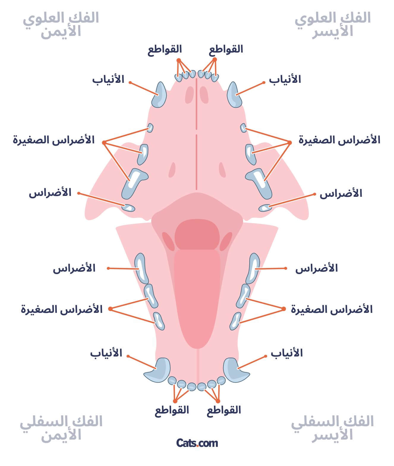 لدى القطة البالغة 30 سنًا، مقسمة إلى أربع فئات: القواطع، والأنياب، والضواحك، والأضراس.
