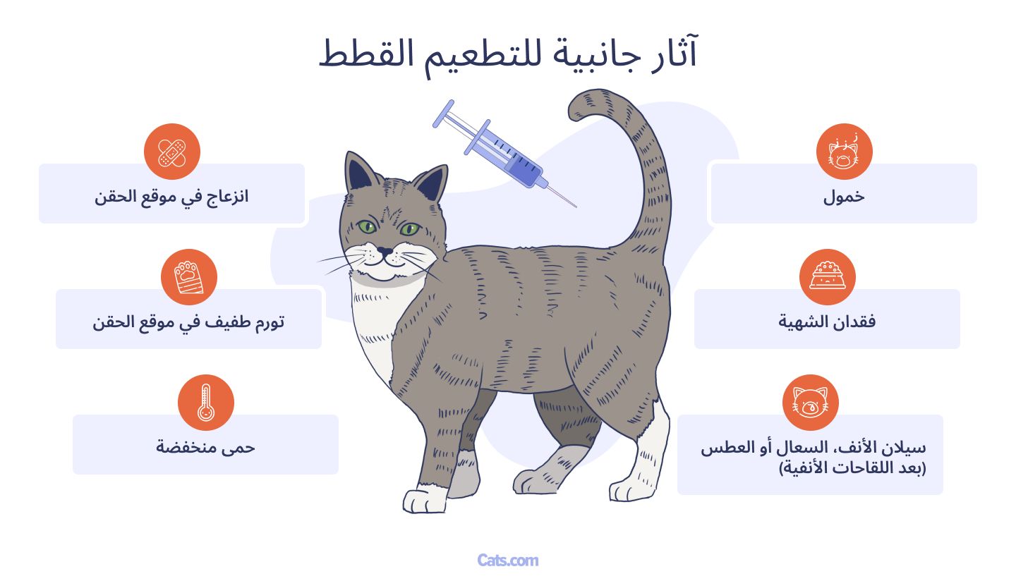 الآثار الجانبية لتطعيم القطط