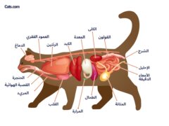 صورة تتعلق بأعضاء القطط، ربما توضح تشريح الأعضاء الداخلية للقطط.