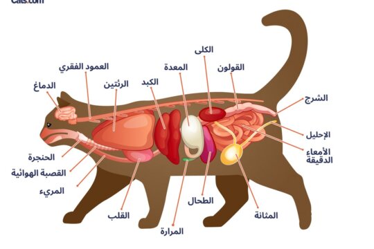 دليل تشريح القطط