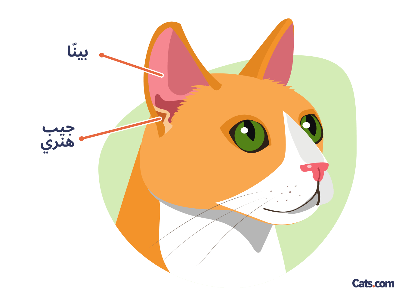 القطط لديها سمة مميزة في آذانها تسمى جيب هنري.