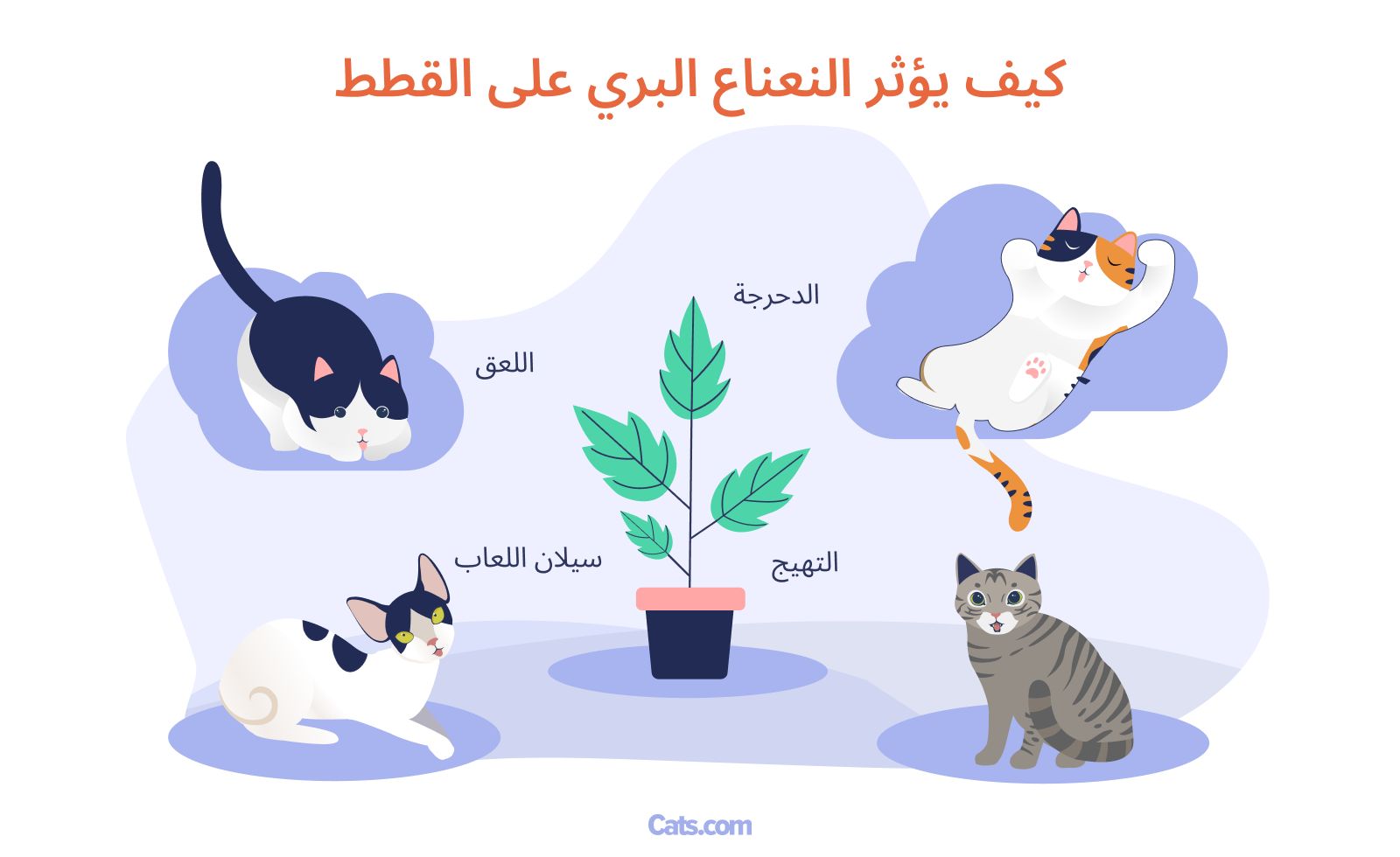 ما هي مدة استمرار تأثير عشبة النعناع البري؟