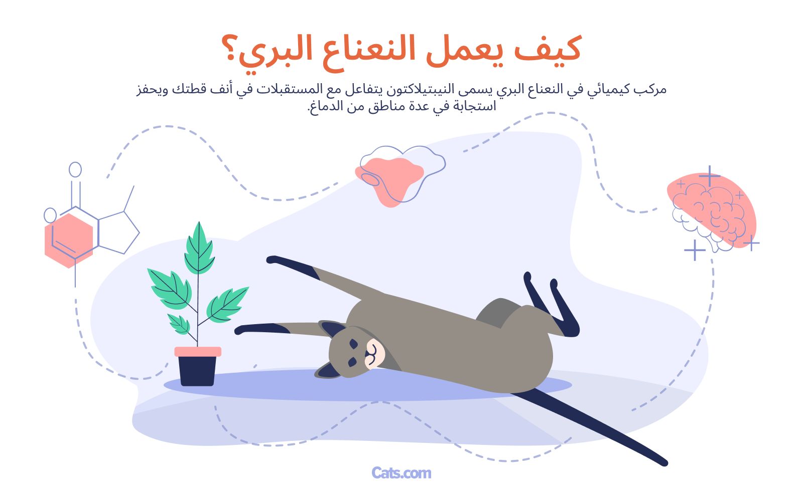 ماذا يفعل نبات النعناع البري للقطط؟