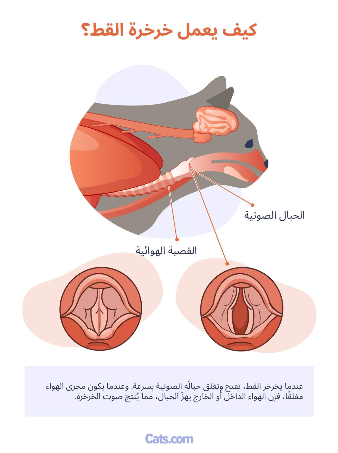 كيف تُخرخر القطط (التشريح والرسم التخطيطي)
