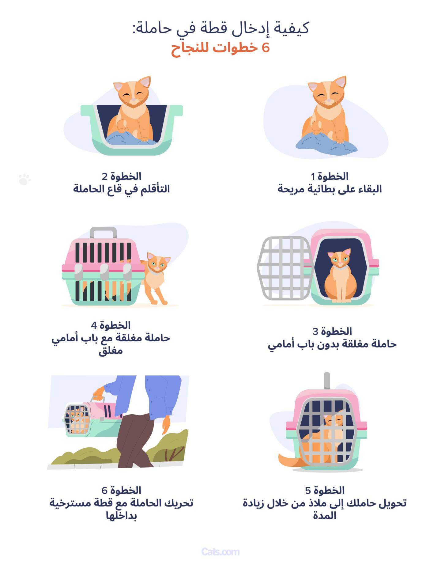 دليل تدريب خطوة بخطوة لوضع القطة في حاملة