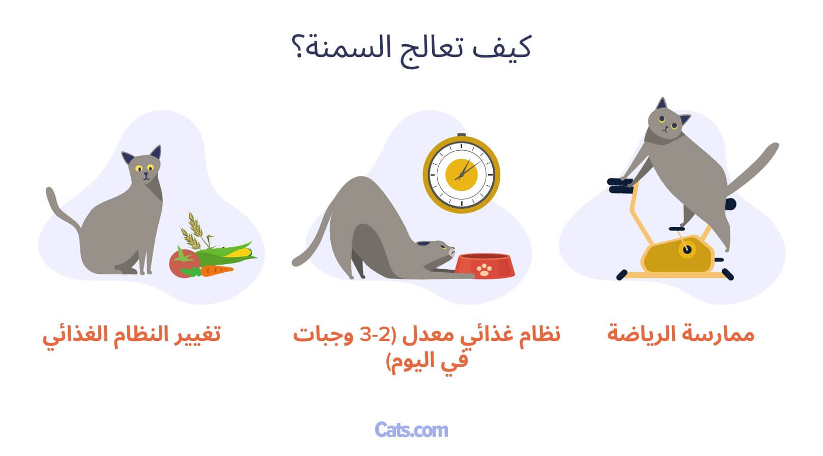 علاج السمنة عند القطط