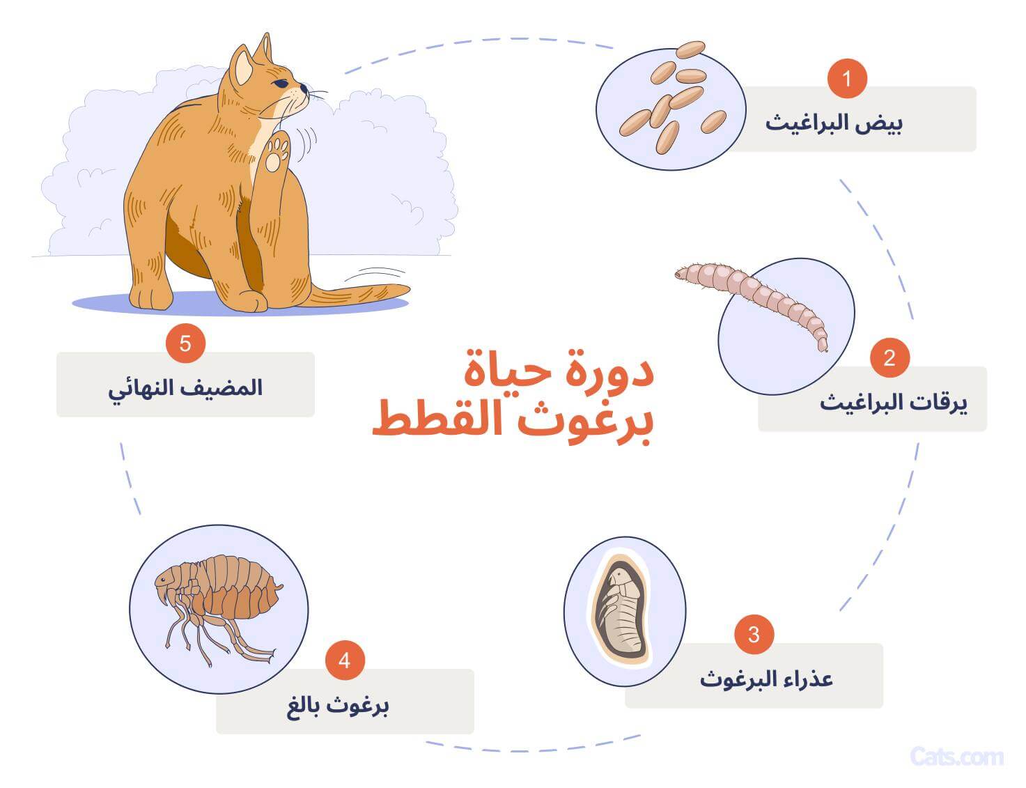 تعيش البراغيث البالغة على القطط، ولكن هناك أيضًا مراحل مختلفة من دورة حياة البراغيث التي تعيش في منزلك وقد يكون من الصعب القضاء عليها.