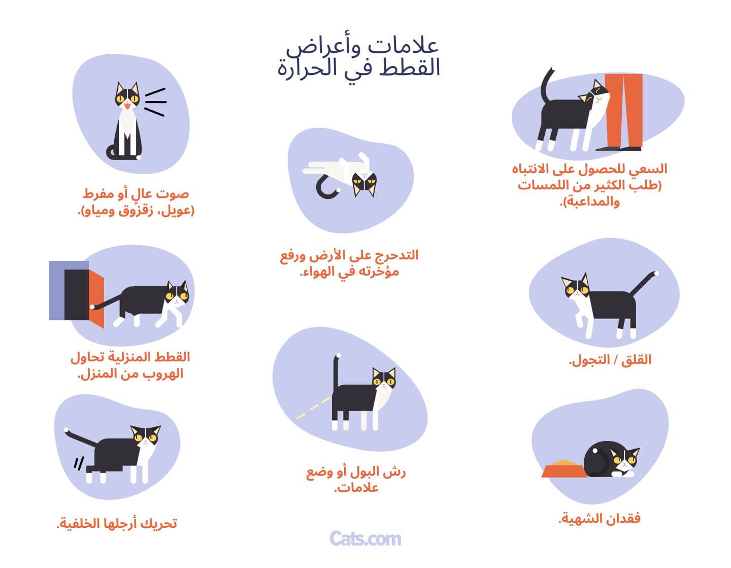 8 علامات تشير إلى أن قطتك في مرحلة الشبق