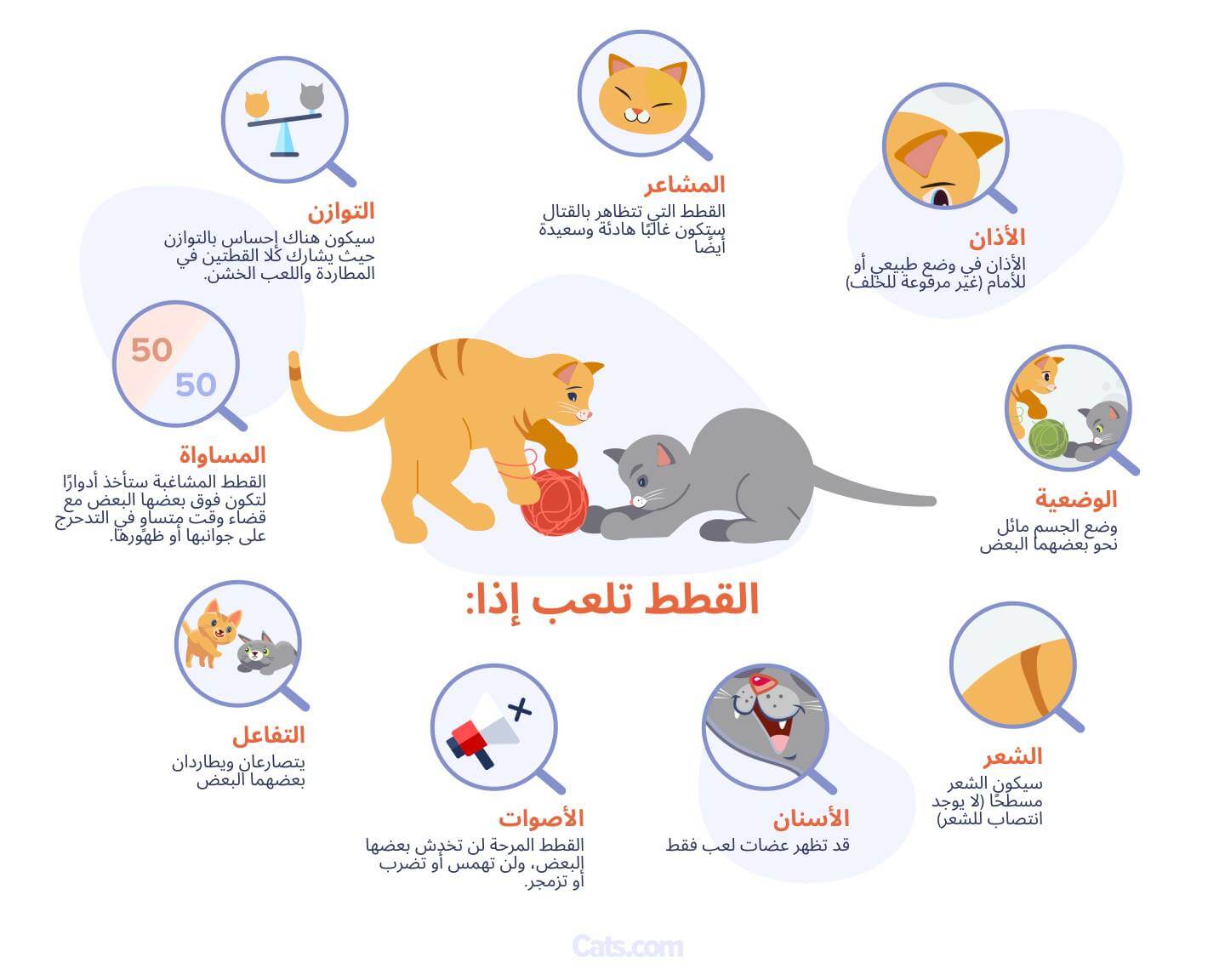 علامات تدل على أن قططك تلعب