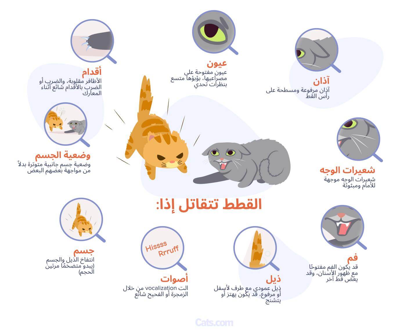 علامات تشير إلى أن قططك تتشاجر