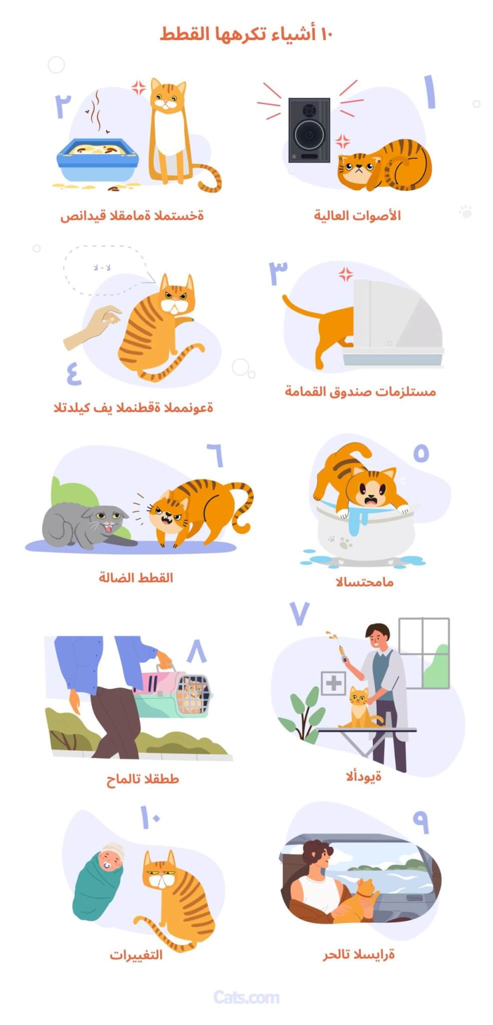 10 أشياء تكرهها القطط أكثر من غيرها - معلومات مصورة