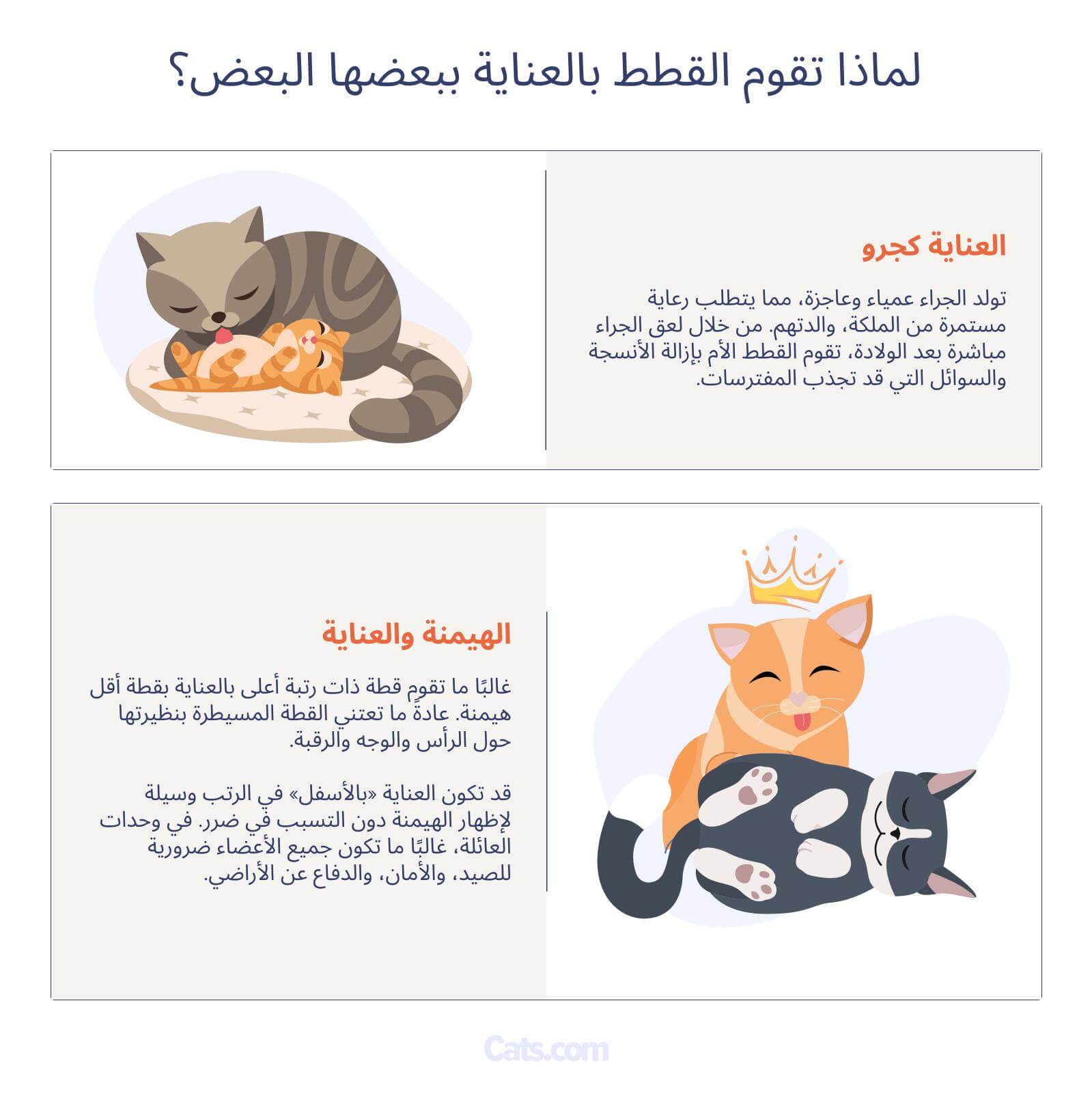 لماذا تلعق القطط بعضها البعض