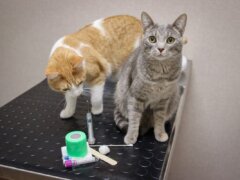 cat at vet