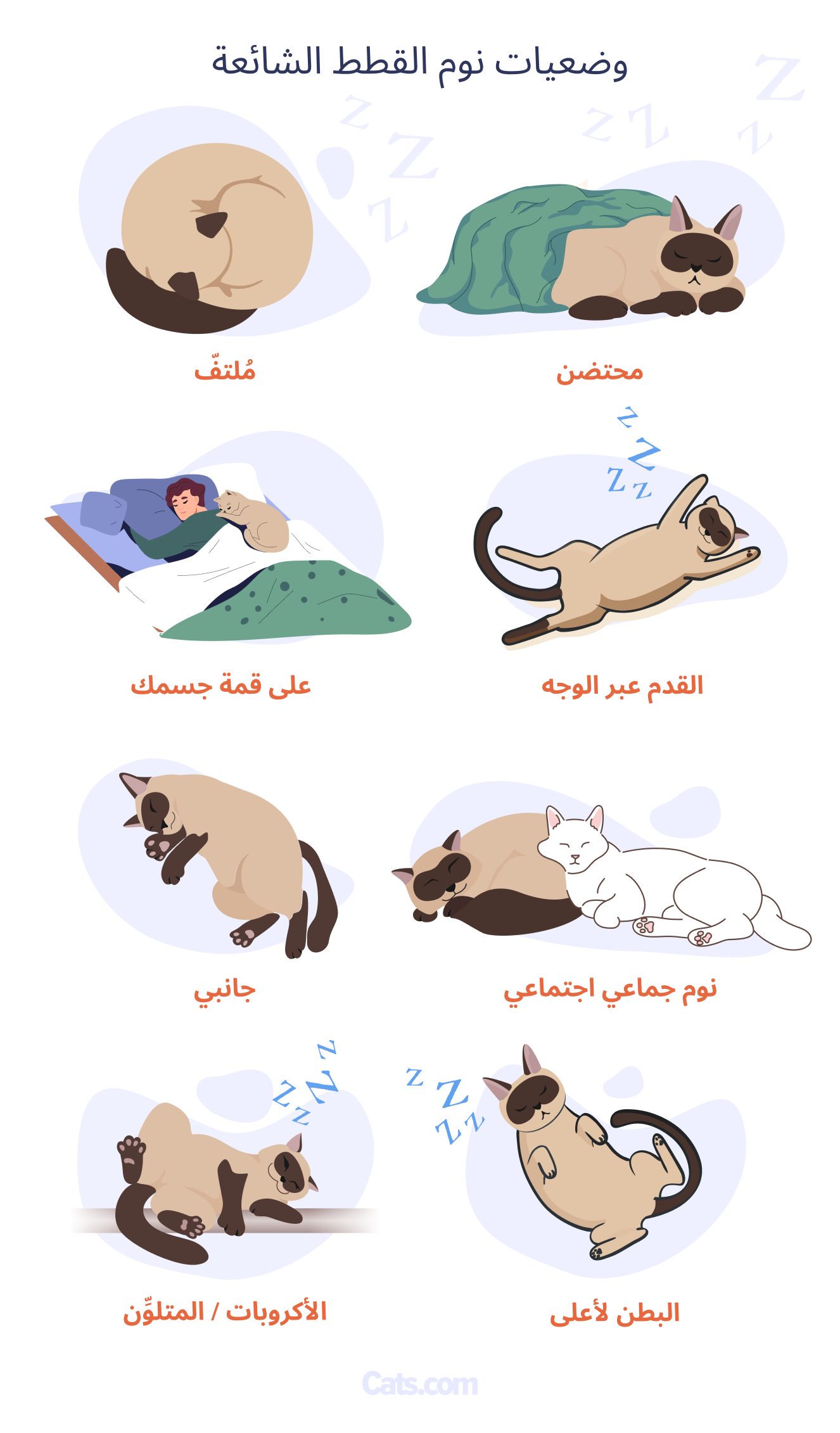 8 أوضاع نوم شائعة للقطط وما تعنيه حقًا