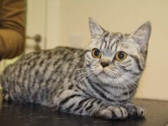 striped tabby cat